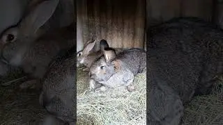 вот такая быстрая любовь