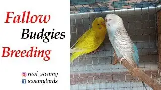 Fallow budgie breeding