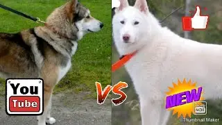 КТО СИЛЬНЕЕ!ЗАПОДНОСИБИРСКАЯ ЛАЙКА ПРОТИВ ВОСТОЧНОСИБИРСКОЙ ЛАЙКИ//БАТЛ СОБАК//(A.B.B)