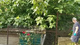 Сочи. Горное Лоо. Утро. +25°C. 10.06.2023г.©