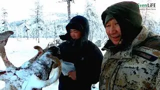 Стадо оленеводов Себяна в зимнее время. Февраль 2021г. Якутия.