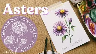 Watercolor Asters - September birth month flower