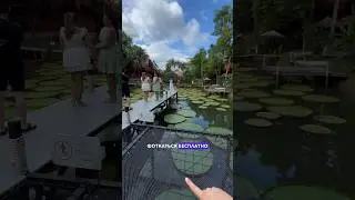 Ташкент, хороший бизнес, мотайте на ус 😎 Ресторан называется Ma Doo Bua, находится на Пхукете