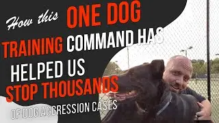 How to Calm an Aggressive Dog- Putting an End to Dog Aggression Once and For All