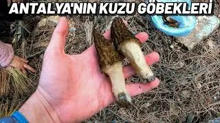 Antalya'da Kuzu Göbeği Mantarı Avı Mevsimi