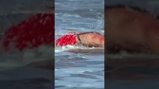 Matt saves one swimmer and goes after the other 