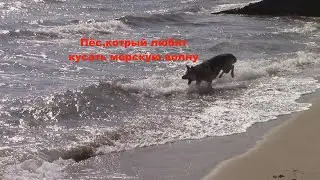 Пёс, который любит кусать морскую волну