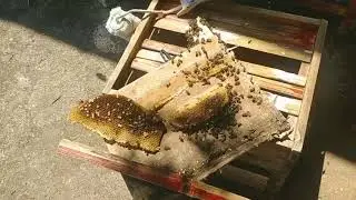 cek sarang Lebah