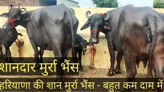 👍5 Star - Top Quality Beautiful Murrah Buffalo | हरियाणा मुर्रा कि खान.सुपर से ऊपर | #murrah