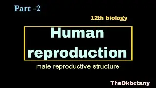 Male reproductive structure in human