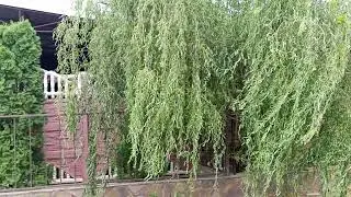 11 июля 2022 г.