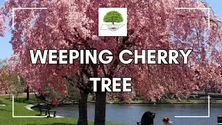 Weeping Cherry Tree - TN Nursery