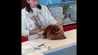 курильский бобтейл