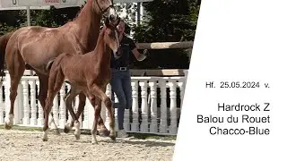 Hf v Hardrock Z x Balou du Rouet x Chacco Blue 2024b