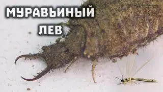 Муравьиный лев. Дрожь земли в мире насекомых. // Clever Cricket