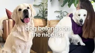 This Golden Retriever is SO Sweet!