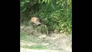 Animals fight club  , fallowdeer fight, deers fight.