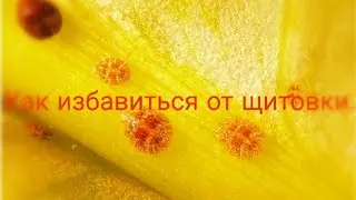Как избавиться от щитовки.