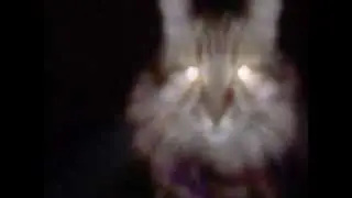 Dramatic cat