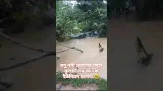 অতিবৃষ্টি আর উজানী ঢলে মনু নদীতে ভাঙ্গন 🥹 #shorts #flood