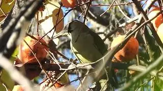 Uccelli mangiatori di caki.