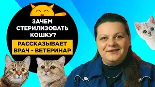 Зачем Кошке Стерилизация? Проблемы Нестерилизованных Кошек. Отвечает Ветеринар