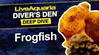 LiveAquaria® Diver’s Den® Deep Dive: Frogfish