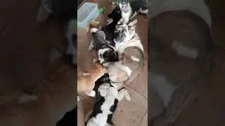 25.03.23 мамку уже не видать🙈 щенки американской акиты ждут хозяев! 3мес #akitapuppy #americanakita