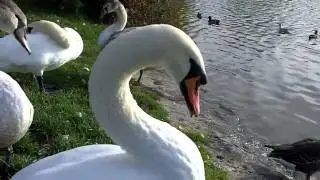 Swan Action in Leatherhead 2