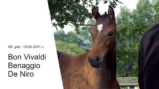 Stf v Bon Vivaldi x Benaggio x De Niro 2021