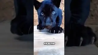 Думал, что это просто котёнок, а это пантера! 🐆😅 