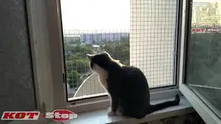 🐱 Защитная решетка антикошка на окно в кухню для двух прелестных кошек КОТ Stop