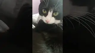 Кот офигел от песни