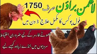 Lohmann Brown  Egg laying hen hen  | Fwol Pox treatment
