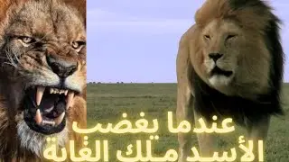 عندما يغضب الأسـد مـلك الغابة  !