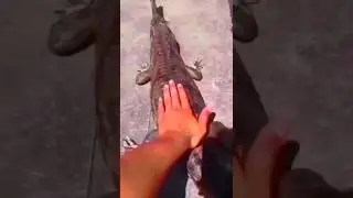 Wait For End...😱😫||#shorts #funny #waitforend#shortsfeed #viral #trending #youtubeshorts #shortvideo