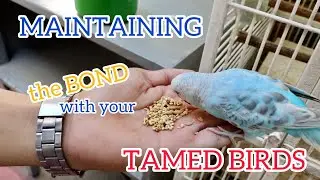 PAPAANO HINDI MAGING WILD ANG TAMED BIRDS MO? - Tips sa mga may alagang tamed na ibon.