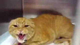 Cat from Hell