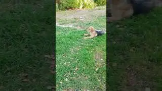 Вьюга и Рябина!