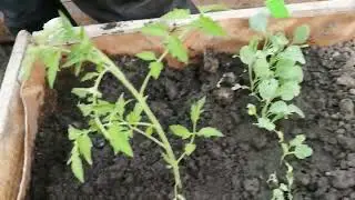 ЖИЗНЬ В ДЕРЕВНЕ//Высаживаем помидоры//