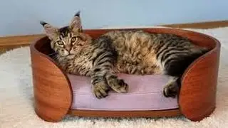 Лежаки для кошек_Уход за кошкам