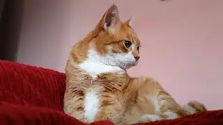 7 Reasons Why You Should Adopt an Older Cat
