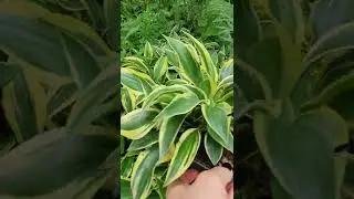 хоста Лейксайд ДрагонФлай 