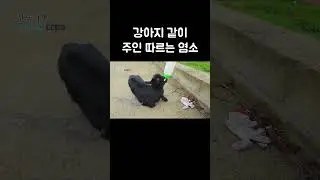 할아버지가 우유 먹여 키운 염소 #shorts