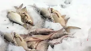 Эта снасть ловит. Ловля леща на ведьму.