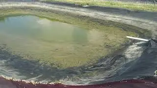 Reproducción de tilapia en la Universidad ISA