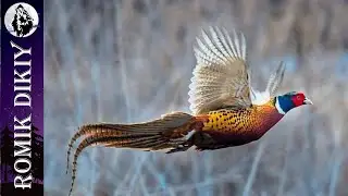 Solo pheasant hunting with a dog.