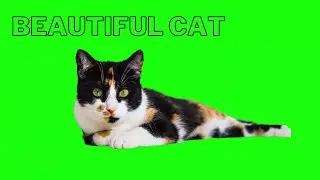 beautiful cat green screen video || Free green screen video