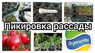 🍅💯ПИКИРОВКА РАССАДЫ ТОМАТОВ🍅Лучший способ👍🍀