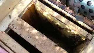 Przegląd rodziny pszczelej w pasiece po zimowli www.miodrzepakowy.pl